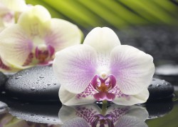 декор 1 орхидея 25х35